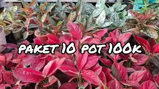 10 pot 100k obral murah#tanaman hias.