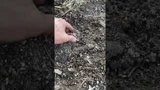 Saffron 💰 Side-Hustle Update 2