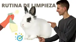 La Mejor Rutina De LIMPIEZA Para tu CONEJO Si Quieres Ahorrar Tiempo y Dinero