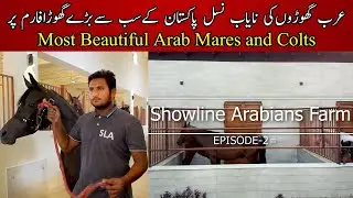 Most Beautiful Arab Mares, colts and fillies | Show line Arabians Horse farm || Pure Arabs || Horses
