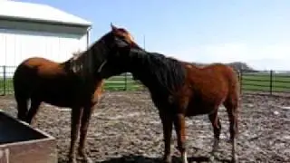 Horse Behavior: Mutual Grooming