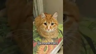 🚨 СРОЧНО! Рыженькая кошечка из &laquo;Авеню&raquo; нуждается в помощи! 🚨