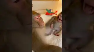 Sleeping Monkey Gets Rudely Awakened by Baby Drum Prank 😂🐒#monkeyprank #babymonkey