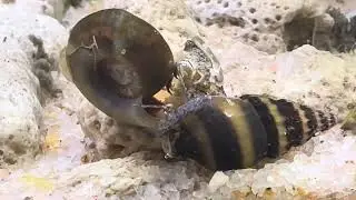 Assasin Snail Eating Ramshorn Snail : Getting Rid Of Pest Snails 