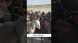 Ramag / Bozgal