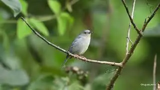 Figuinha-do-mangue / Bicolored Conebill / Conirostrum bicolor