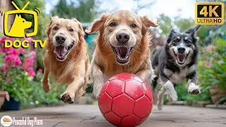 Calm Dog TV for Dogs 🐶🌙 Night Sleep Sounds Helping Dogs Home Alone Relax Deeply 🚫 No Ads