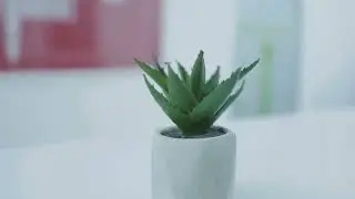 Top 5 Snake Plant Varieties + Care Guide | Sansevieria Explained