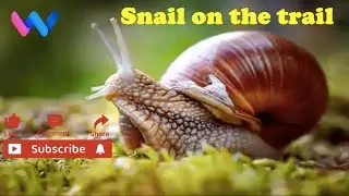 Snail on the trail | a closeup view #animals #zoo #information #knowledge