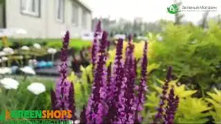 Зеленый Магазин является главным поставщиком товаров для крупнейшего садового центра Green Shops