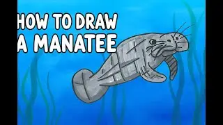 How To Draw a Manatee Step by Step!