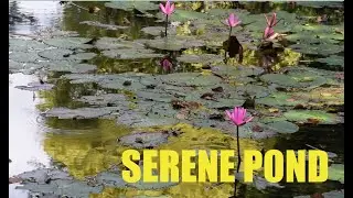 SERENE POND: 3 minutes of contemplative music and soothing water ambient sound.