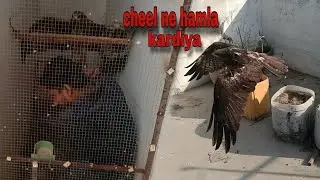 I Tried to Survive an Eagle Attack for 1 Minute