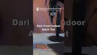Bedanya Frost Indoor Kemasan Baru dan Kemasan Lama itu Apa Ya? | Radio Kucing #Shorts
