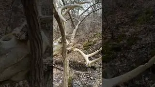 Creek find! #shorts #oxm #shedhunting