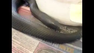 Black snake, reptile parties in Melbourne