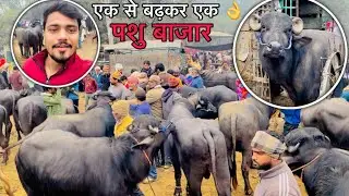 अठसेनी का पशु बाजार// एक से बढ़ के एक पशु देखो वीडियो में #dushyantup37