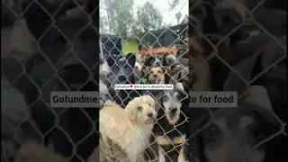 #DogsInNeed#RescueDogsMatter#CanineRescueSupport#DogsDeserveOurHelp#PawsInNeed#SaveTheStrays