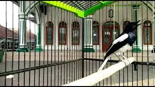 kacer juwara tiada tanding