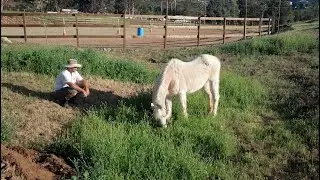 Building & Opening of the Riding Arena at Oak Meadows Ranch Horse Rescue Sanctuary in Wildomar