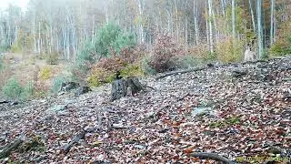 R&acirc;s cu un pui &icirc;ntr-o pădure din Parcul Național Semenic - Cheile Carașului din cadrul Romsilva