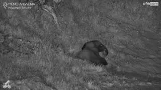 Elephant Calf Plays at Night