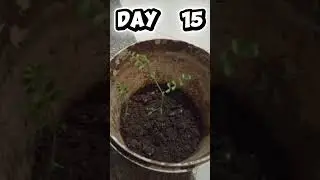 seed germination and tropism