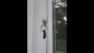 Feeding Stitching spider Orb Weaver catapiller and grasshopper 