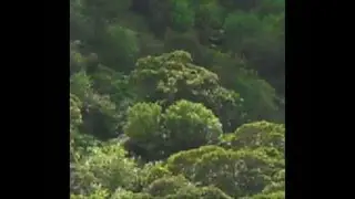 The Green Dragon of Hawaii is Alive!