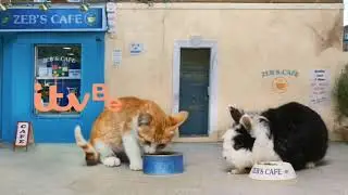 ITVBe- Caf&egrave; Ident (cat and rabbit edition) - 2022