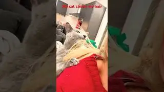 My cat chews my hair