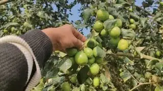 Green apple per farming visit from Kolkata wholesale, retail plants seller. 9091997353