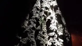 Bube Srbije-Hrastov zrikavac(Meconema thalassinum)