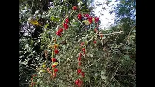 Crook Peak Hike Part III, Along the West Mendip Way On Route to Loxton by sheila, October 11th 2024