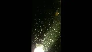 Mysid shrimp?