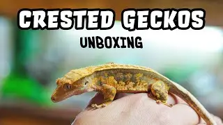 Crested Geckos - Ultimate Delivery Haul
