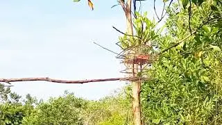 Mikat serindit,guna pikat pelapis baru tompinai.