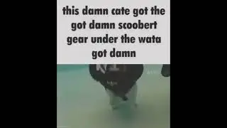 cat got the scuba gear again