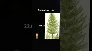 did you see? | DON'T GOING ON THE CALAMITES TREE : Analog horror #Calamitestree