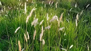 Cogongrass| cog&oacute;n| Kugon| kunai grass| blady grass| satintail| spear grass| swordgrass| thatchgrass|