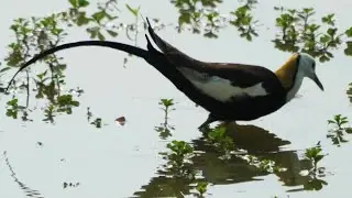 The Pheasant tailed Jacana is a remarkable water bird native to South and Southeast Asia #birds