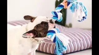 Dog Chew Toy