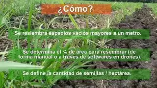 Resiembra en Caña de Azucar
