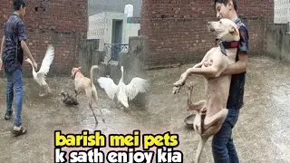 Dog's Life, 🐶Cassie k sath khoob Barish mei enjoy kia🫣#paltumastiwithwalli #petvlogging