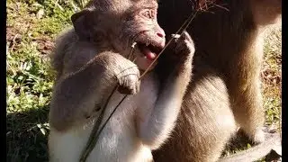 Awesome Baby Monkey sweet Pea Crying Loudly Like Duck, Popeye Angry and Fight Baby Sweet Pea