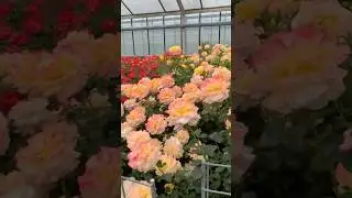 Excellent beautiful rose garden #garden #roseflower #roselovers (18/4)