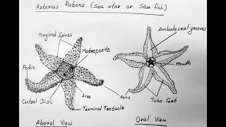 STAR FISH DIAGRAM