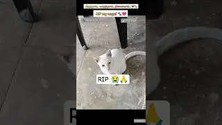 RIP My Boy😭🐾🕊️ #rip #shortsfeed #shorts #cat #tamil #gonetosoon #sad #heaven #missingyou #petloss