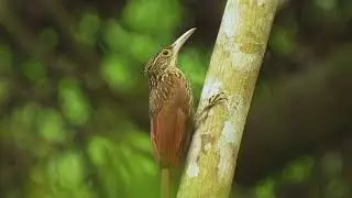 32 06 Ivory billed Woodcreeper 2 1