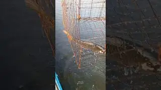 Unbelievable Rohu Trap Fishing 🪤🎣 #trapfishing #viral #fishing #fisher777 #fishing🎣 #rohu #lalpari